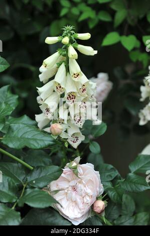 Ein weißer Fuchshandschuh (Digitalis purpurea) Und eine hellrosa Rose (Rosa) Evelyn blüht auf einem Ausstellung im Juni Stockfoto