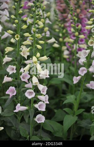 Gewöhnlicher Fuchshandschuh (Digitalis purpurea) Camelot Lavendel blüht auf einer Ausstellung im Mai Stockfoto