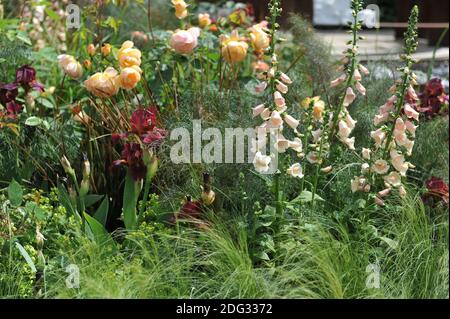 Rosa gemeiner Handschuh (Digitalis purpurea) Dalmatinische Pfirsich blüht im Mai in einem Garten Stockfoto