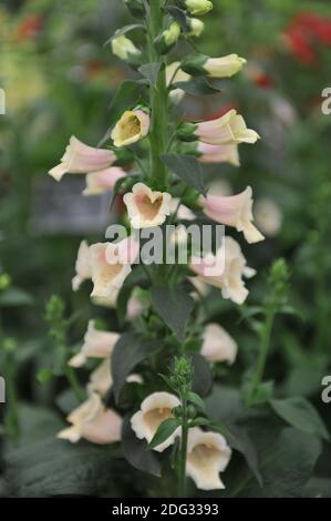 Rosa gemeiner Handschuh (Digitalis purpurea) Dalmatiner Pfirsich blüht auf einer Ausstellung im Mai Stockfoto