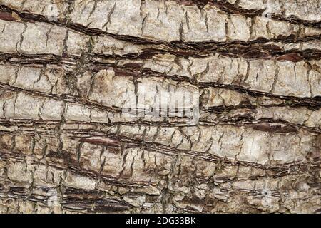 Butia capitata, Weinpalme, Gelee-Palme, Pindo-Palme Stockfoto