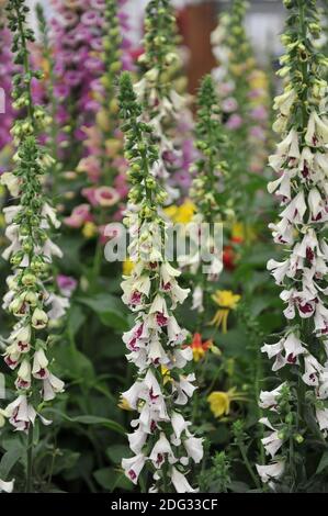 Gewöhnlicher Fuchshandschuh (Digitalis purpurea) PAM's Split blüht auf einer Ausstellung im Mai Stockfoto