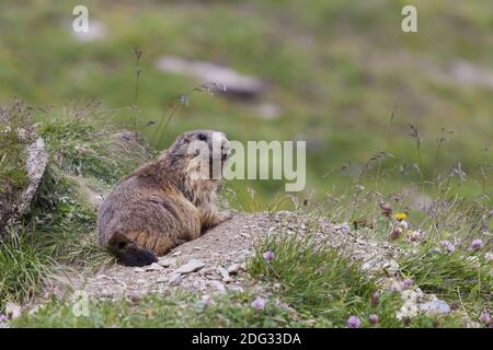 Marmot sitzt vor seinem Bau, Tirol Stockfoto