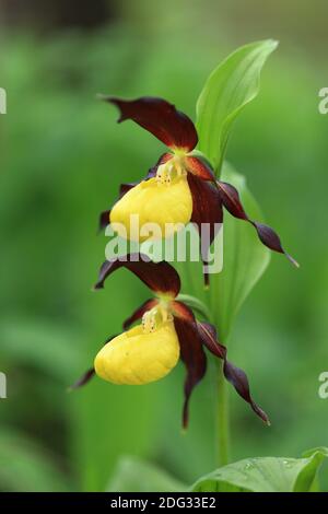 Gelbe Frauenschuh (Cypripedium Calceolus) Stockfoto