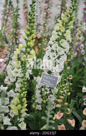 Weißer Fuchshandschuh (Digitalis purpurea) Verschneite Berge blühen auf einer Ausstellung im Mai Stockfoto