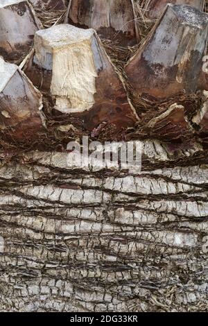 Butia capitata, Weinpalme, Gelee-Palme, Pindo-Palme Stockfoto