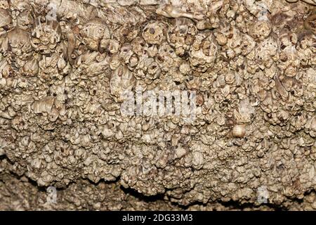 Butia capitata, Weinpalme, Gelee-Palme, Pindo-Palme Stockfoto