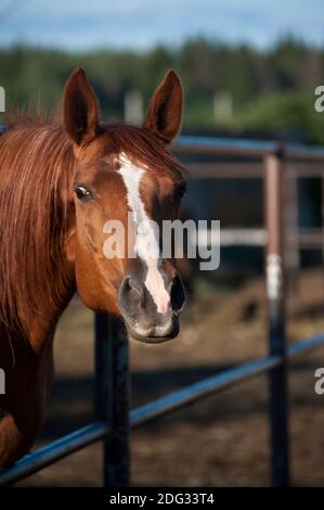 Neugieriges Kastanienpferd im Fahrerlager Stockfoto