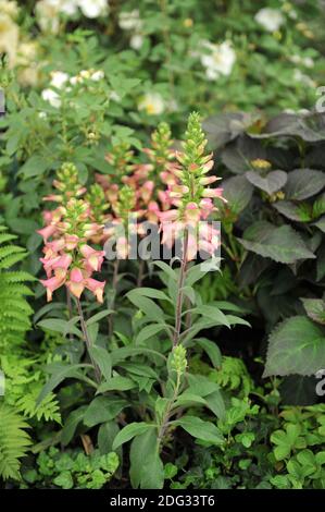 Fuchshandschuh (Digitalis valinii) Illumination Pink blüht auf einer Ausstellung im Mai Stockfoto