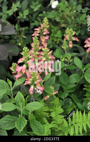 Fuchshandschuh (Digitalis valinii) Illumination Pink blüht auf einer Ausstellung im Mai Stockfoto