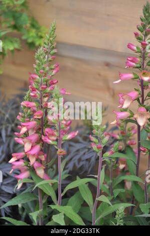 Fuchshandschuh (Digitalis valinii) Illumination Pink blüht auf einer Ausstellung im Mai Stockfoto