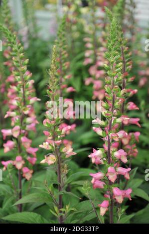 Fuchshandschuh (Digitalis valinii) Illumination Pink blüht auf einer Ausstellung im Mai Stockfoto