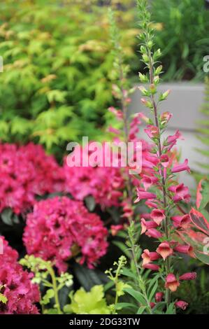 Fuchshandschuh (Digitalis valinii) Illumination Ruby Pantoffeln blüht auf einer Ausstellung im Mai Stockfoto