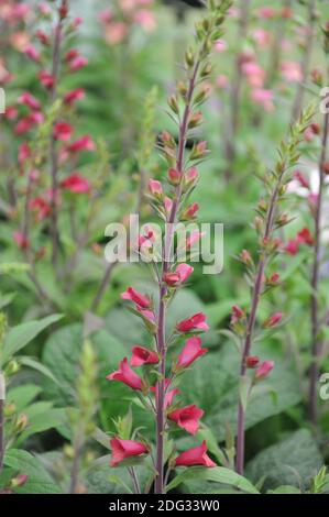 Fuchshandschuh (Digitalis valinii) Illumination Ruby Pantoffeln blüht auf einer Ausstellung im Mai Stockfoto