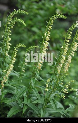 Im Juni blüht im Garten ein grüner Fuchshandschuh (Digitalis viridiflora) Stockfoto