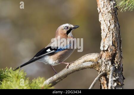 Eurasischer Eichelhäher (Garrulus glandarius), Schwaz, Tirol Stockfoto