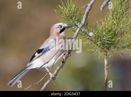 Eurasischer Eichelhäher (Garrulus glandarius), Schwaz, Tirol Stockfoto