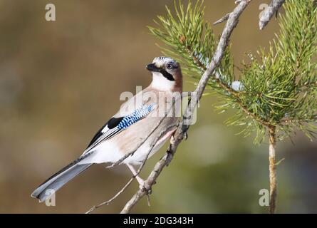 Eurasischer Eichelhäher (Garrulus glandarius), Tirol Stockfoto