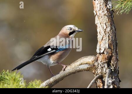 Eurasischer Eichelhäher (Garrulus glandarius), Schwaz, Tirol Stockfoto