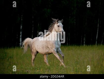 arabisches Pferd im Wald Stockfoto