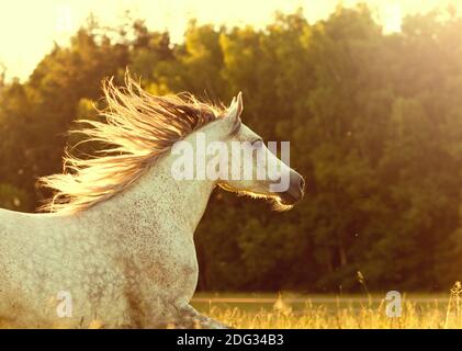 arabisches Pferd bei Sonnenuntergang Stockfoto