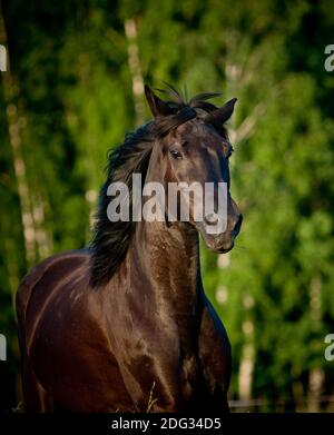 Rabenpferd Stockfoto