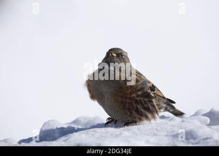 Alpine beobachtet (Prunella Collaris) im Schnee Stockfoto