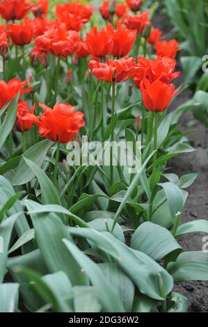 Red greigii tulips (Tulipa) Dubbele Roodkapje (Double Red Riding Hood) with striped leaves bloom in a garden in March Stockfoto