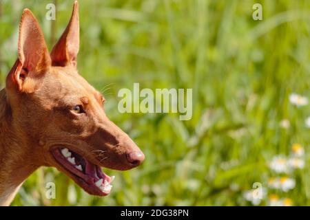 Cirneco dell Etna Hundebeobachtung mit dunkelbraunen Augen Stockfoto