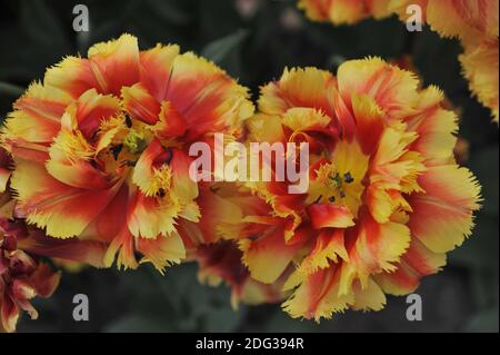 Rot und gelb doppelt gefranste Tulpen (Tulipa) Dutch Pioneer Bloom In einem Garten im April Stockfoto