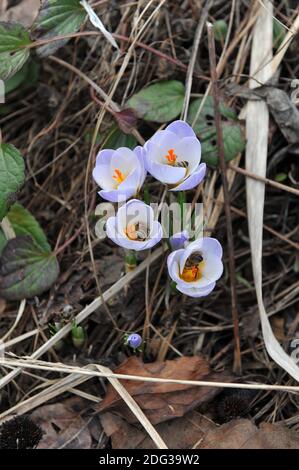 Bienen besuchen bloomibg Crocus Blue Pearl Blumen in einem Garten Im März Stockfoto