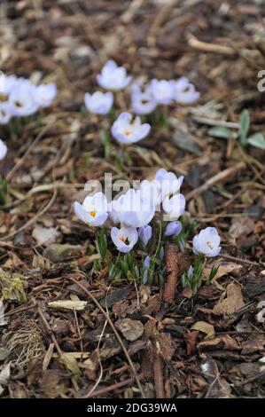 Bienen besuchen bloomibg Crocus Blue Pearl Blumen in einem Garten Im März Stockfoto