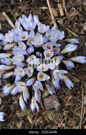 Crocus Blue Pearl blüht im März in einem Garten Stockfoto