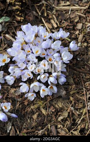 Crocus Blue Pearl blüht im März in einem Garten Stockfoto