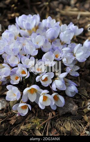 Crocus Blue Pearl blüht im März in einem Garten Stockfoto