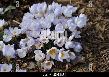 Crocus Blue Pearl blüht im März in einem Garten Stockfoto