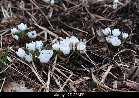 Weißer Crocus chrysanthus ARD Schenk blüht in einem Garten März Stockfoto