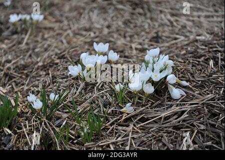 Weißer Crocus chrysanthus ARD Schenk blüht in einem Garten März Stockfoto