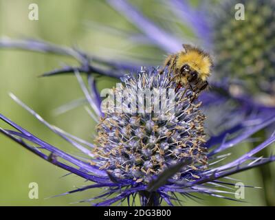 Frühe Hummel (Bombus pratorum) nectaring on Sea Holly (Eryngium sp.) blüht in einem Vorstadtgarten, Bradford-on-Avon, Wiltshire, Großbritannien, Juni. Stockfoto