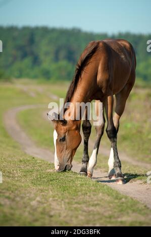 Das reinrassige Fohlen frisst Gras auf der Sommerweide Stockfoto
