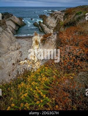 Mock Heather, Buckwheat, Shale Cove, Montana de Oro State Park, San Luis Obispo County, Kalifornien Stockfoto