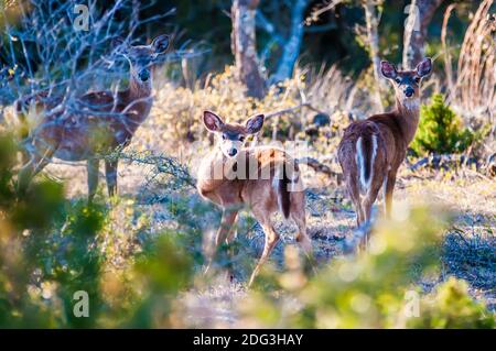 Weißer Schwanzhirsch bambi in der Wildnis Stockfoto