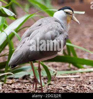 Das Maskierte Kiebitz (Vanellus Miles), früher bekannt als der Maskierte Liebhaber und oft genannt Der Spur-geflügelte Pflücker oder einfach nur Pflücker Stockfoto