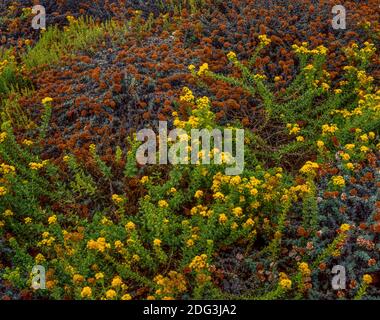 Mock Heather, Buckwheat, Montana de Oro State Park, San Luis Obispo County, Kalifornien Stockfoto