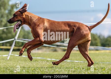 Hund läuft auf dem grünen Feld auf Köder Coursing Wettbewerb Stockfoto