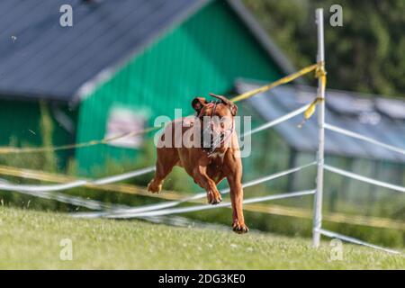 Hund läuft auf dem grünen Feld auf Köder Coursing Wettbewerb Stockfoto