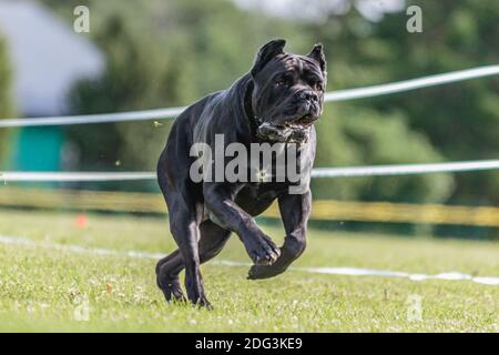 Cane Corso Hund läuft im grünen Feld auf Lure Coursing-Wettbewerb Stockfoto
