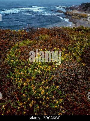 Mock Heather, Buckwheat, Montana de Oro State Park, San Luis Obispo County, Kalifornien Stockfoto