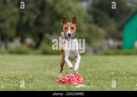Basenji Hund läuft im grünen Feld auf Köder Coursing Wettbewerb Stockfoto