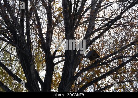 Vogel untergebracht an einem Baum gehängt Stockfoto